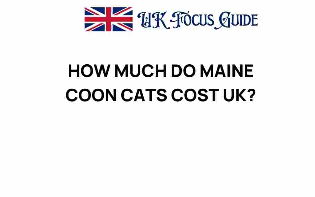 maine-coon-cats-cost-uk